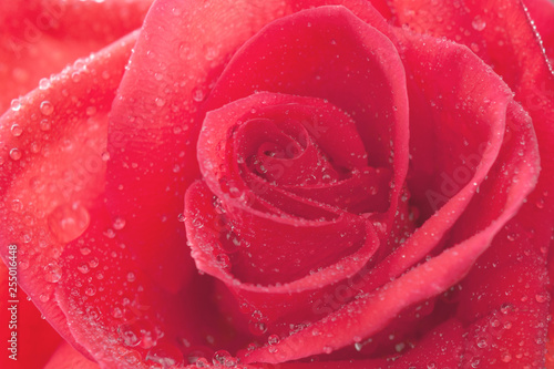 Fototapeta Naklejka Na Ścianę i Meble -  Single red rose with a raindrops as a texture (closeup, background)