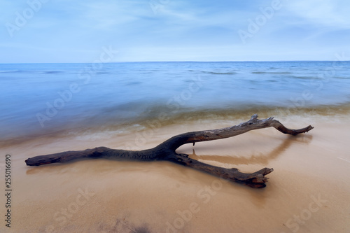 log on the sandy beach / countryside wild place landscape