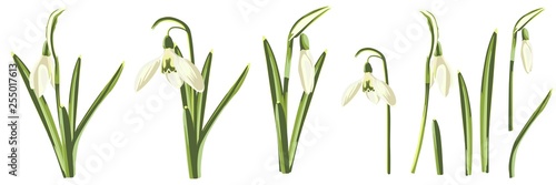 Set of yellow spring snowdrops flowers on white background. Isolated elements for your design.