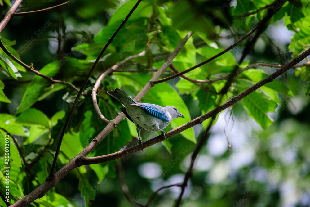 Fototapeta premium free and beautiful bird