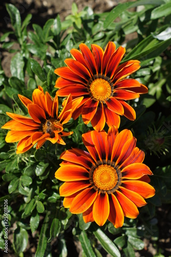 Photos Gazania