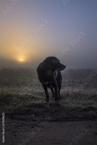 Labrador Springer walking off field at colourful sunrise