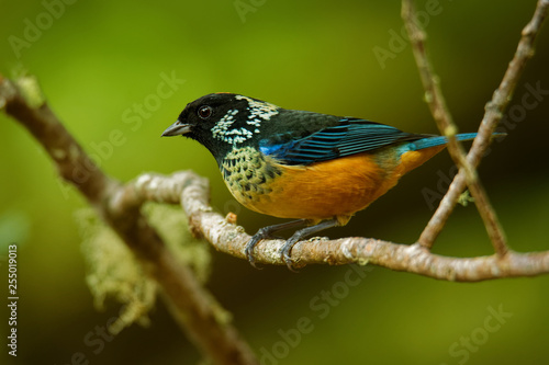 Schilderij op canvas Spangle-cheeked Tanager - Tangara dowii passerine bird, endemic resident breeder