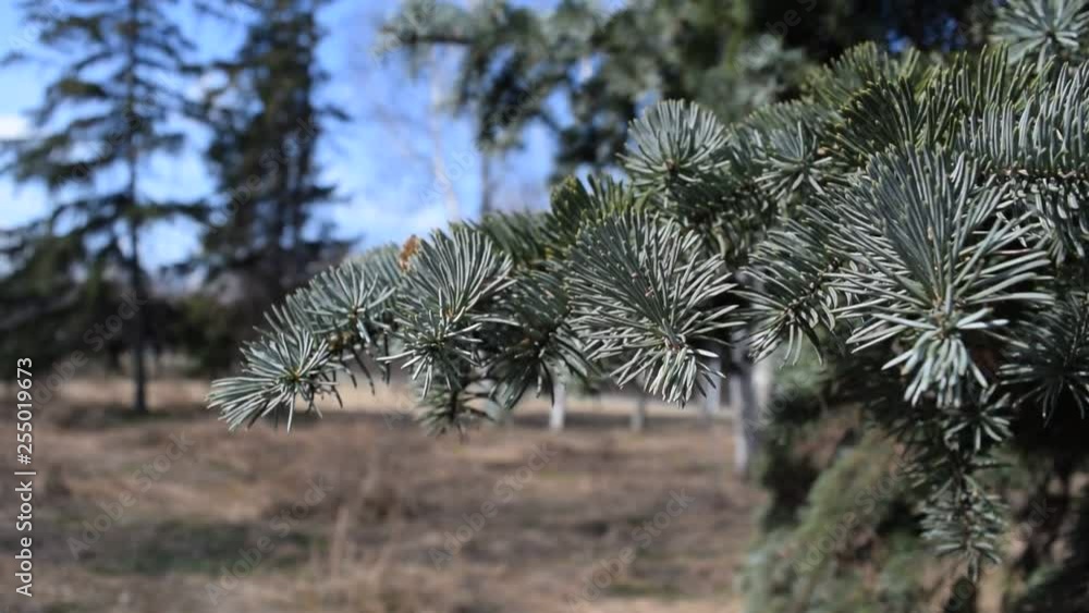 Beautiful pine branches in the city Park. Beautiful pine branches in the city Park.