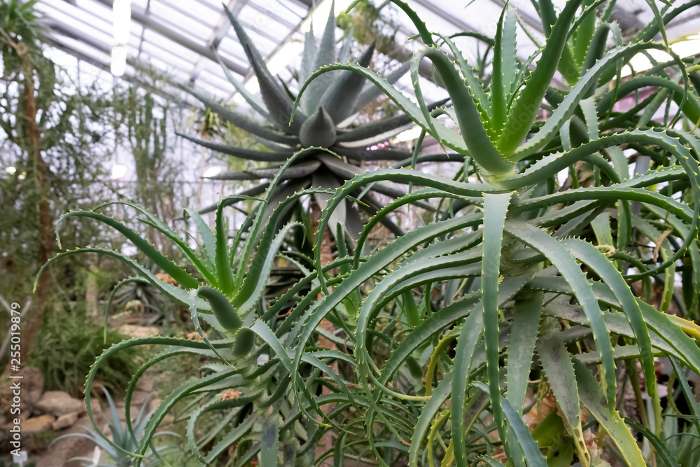 Fototapeta premium Aloe vera plants, tropical green plants tolerate hot weather. - Image