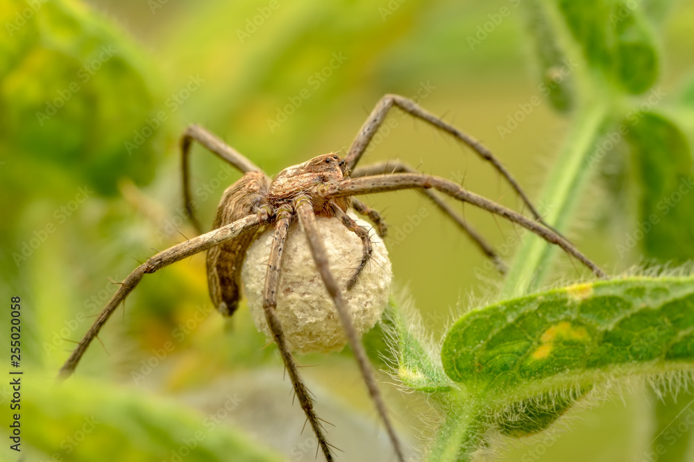 Close up Spider's nest, Cobweb spider. They started making silk to protect their bodies and their eggs. Close up Spider's nest, Cobweb spider. They started making silk to protect their bodies and their eggs.