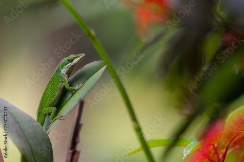 Green Anole on leaf with blurry flowers
