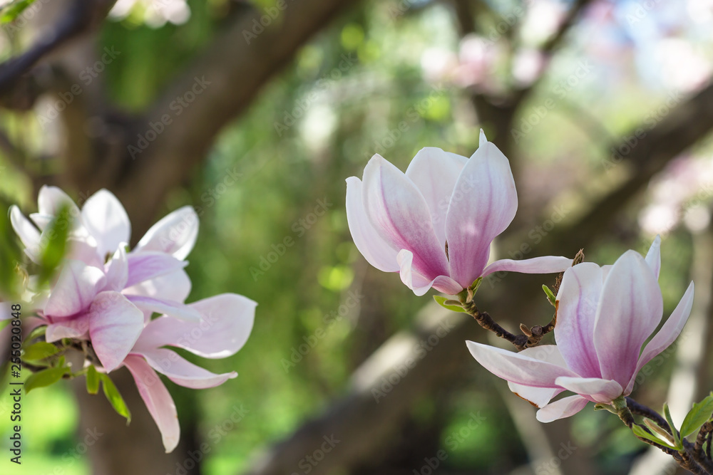 Blooming magnolia tree branch. Blurred background. Close up, selective focus.