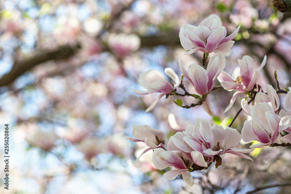 Blooming magnolia tree branch. Blurred background. Close up, selective focus. Blooming magnolia tree branch. Blurred background. Close up, selective focus.