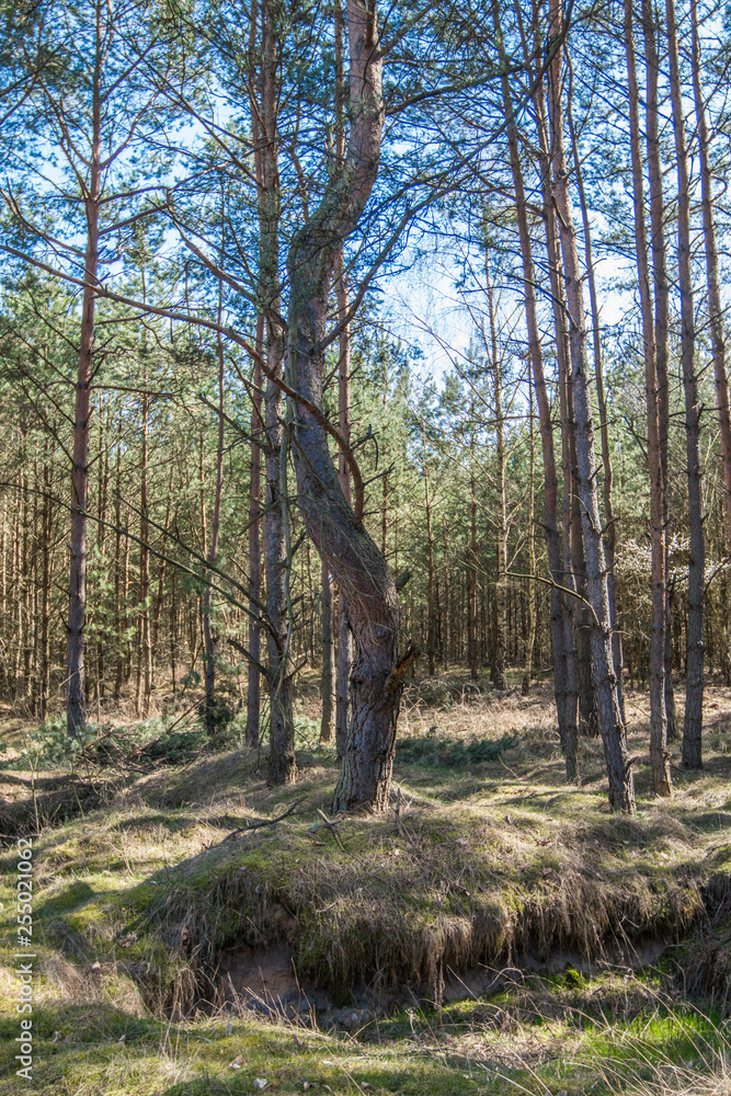 Fototapeta premium The forest is seen in the summer at midday