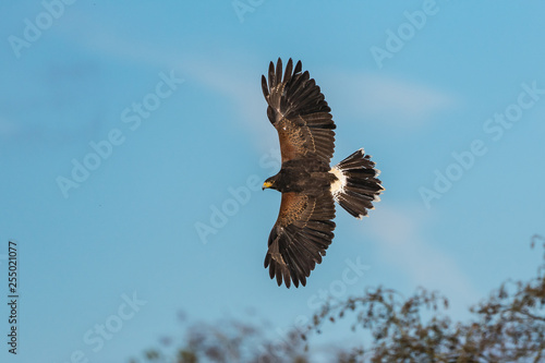 Εκτύπωση καμβά Harris's hawk, Parabuteo unicinctus, bay-winged hawk or dusky hawk