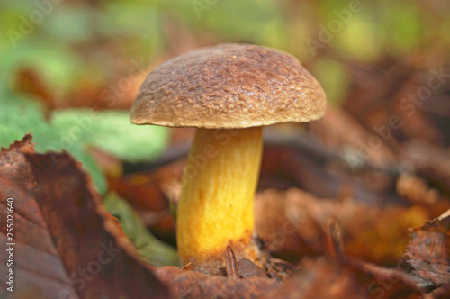 Mushrooms with a brown cap and a yellow leg grow in foliage in the forest on an autumn day