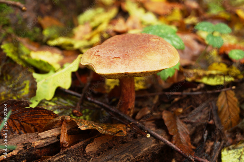Boletus erythropos mushroom with a brown hat and a red leg in the autumn forest in the grass and leaves Boletus erythropos mushroom with a brown hat and a red leg in the autumn forest in the grass and leaves