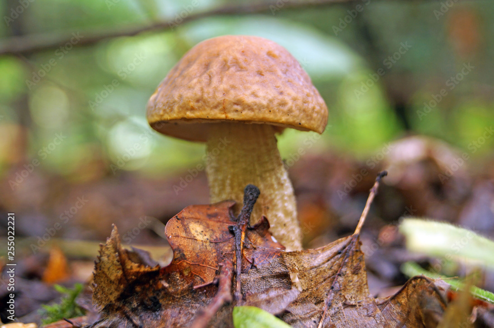 Léccinum scábrum with brown cap and white leg grows in foliage in the forest on an autumn day Léccinum scábrum with brown cap and white leg grows in foliage in the forest on an autumn day