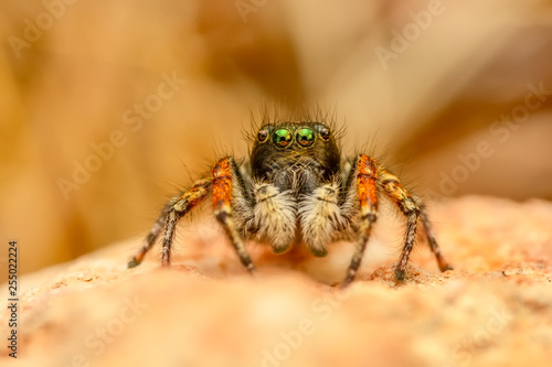 Close up beautiful jumping spider - Stock Image 