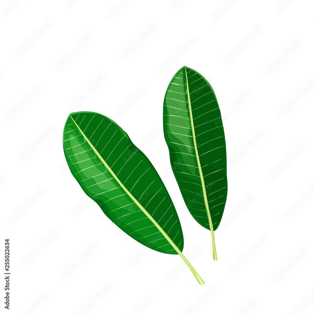 Tropical leaves illustration Tropical leaves illustration