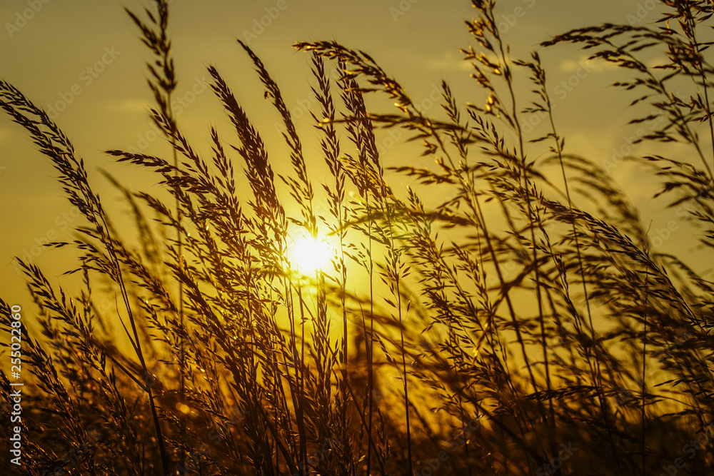 Obraz premium Silhouette von Gräsern malerisch bei Sonnenuntergang mit der Sonne im Hintergrund