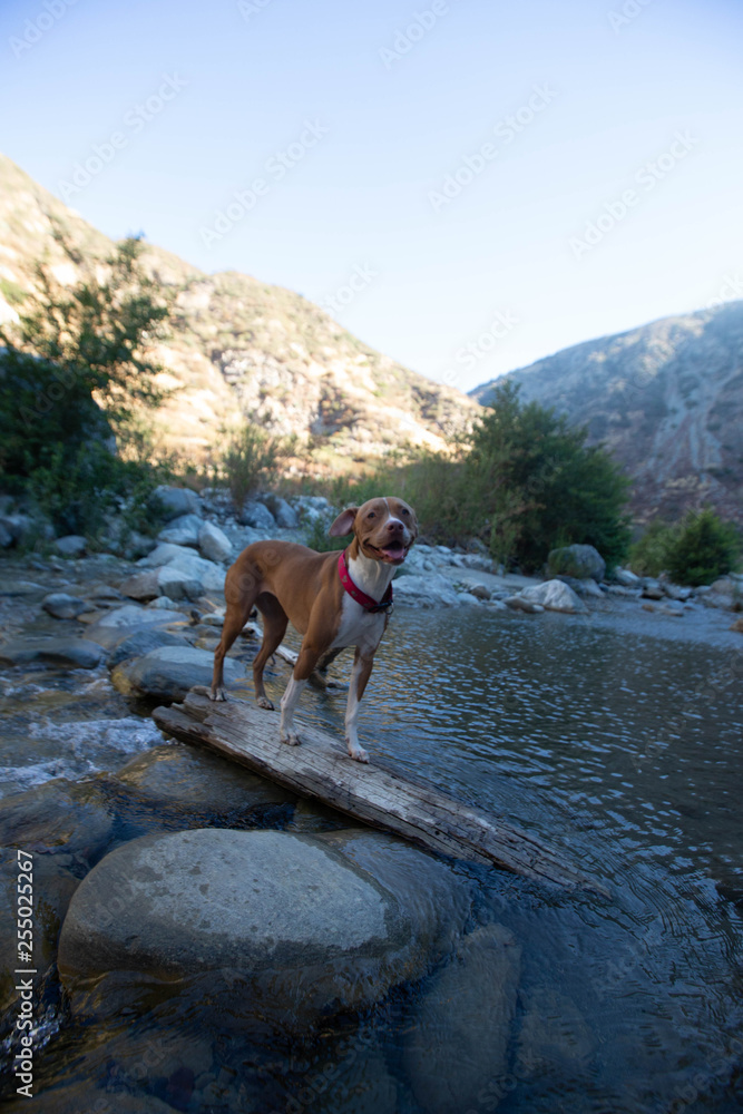 dog at river