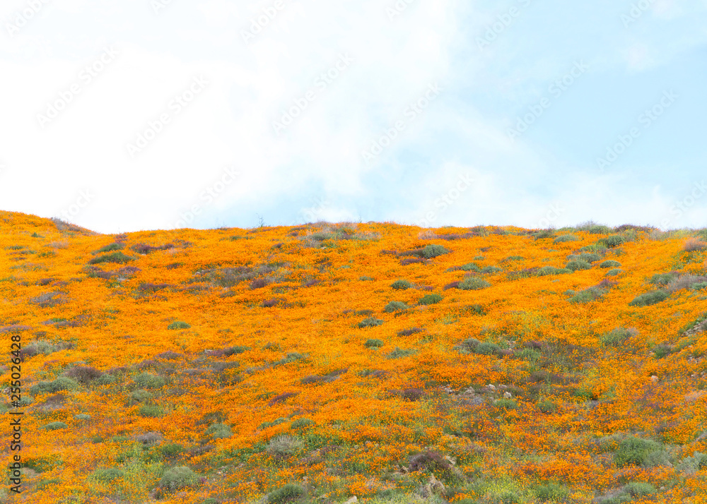 Φωτογραφία View of the hills along Walker Canyon in Lake Elsinore, Southern California exploding in orange poppy flowers, cloudy skies above