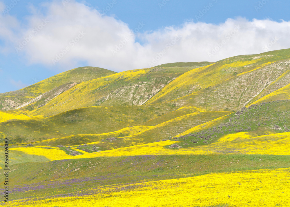 Φωτογραφία Hills around Santa Margarita, California, blooming vibrant yellow after weeks of heavy rain in the area