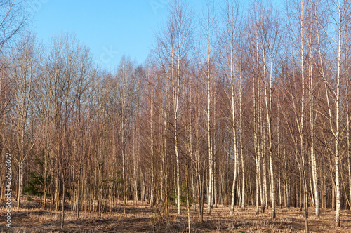 Group of bare birch trees by early springtime. Forest background. Spring Forest. Clear blue sky.