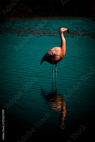 Naklejka Flamingo
