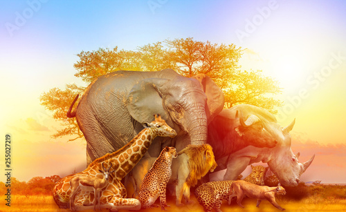 Big Five and wild animals collage with african tree at sunrise in Serengeti wildlife area  Tanzania  East Africa. Africa safari scene in savannah landscape.