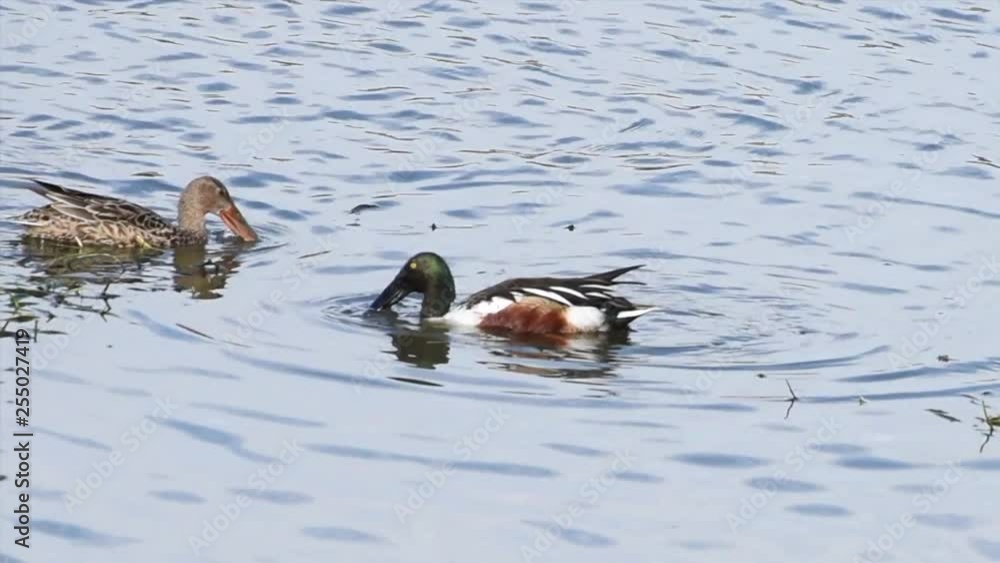 HD Video of a male and female Northern Shoveler duck in shallow water, eating. This species is unmistakable in the northern hemisphere due to its large spatulate bill. HD Video of a male and female Northern Shoveler duck in shallow water, eating. This species is unmistakable in the northern hemisphere due to its large spatulate bill.
