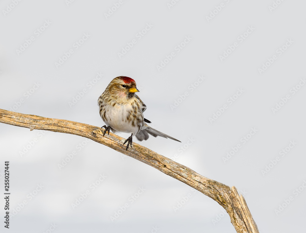 Fototapeta premium Common Redpoll in Winter