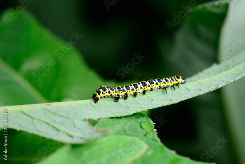 The caterpillar is on the green leaves
