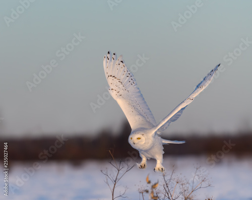 Snowy Owl Male Taken Of in Winter