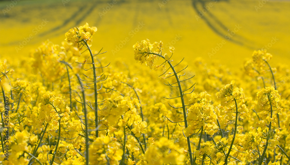 Αυτοκόλλητο Field of  yellow oilseed rape