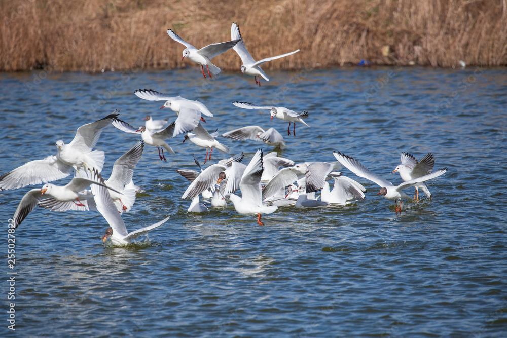 Gulls fighting over food 1