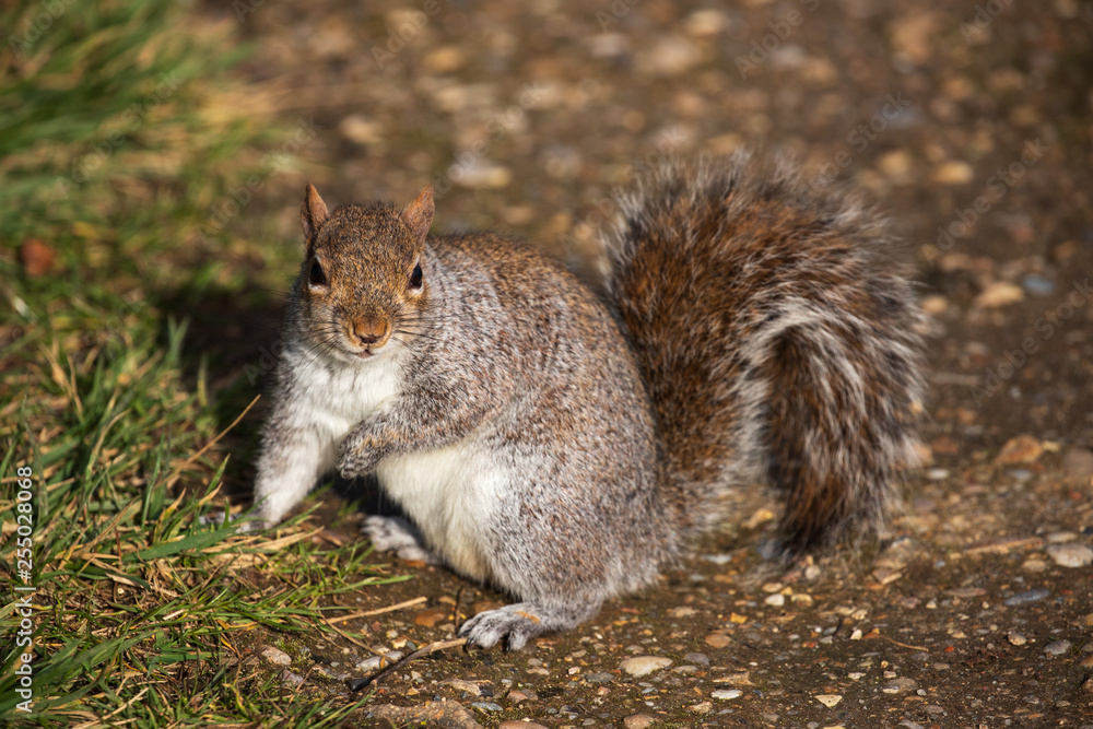 Obraz premium squirrel looking at camera