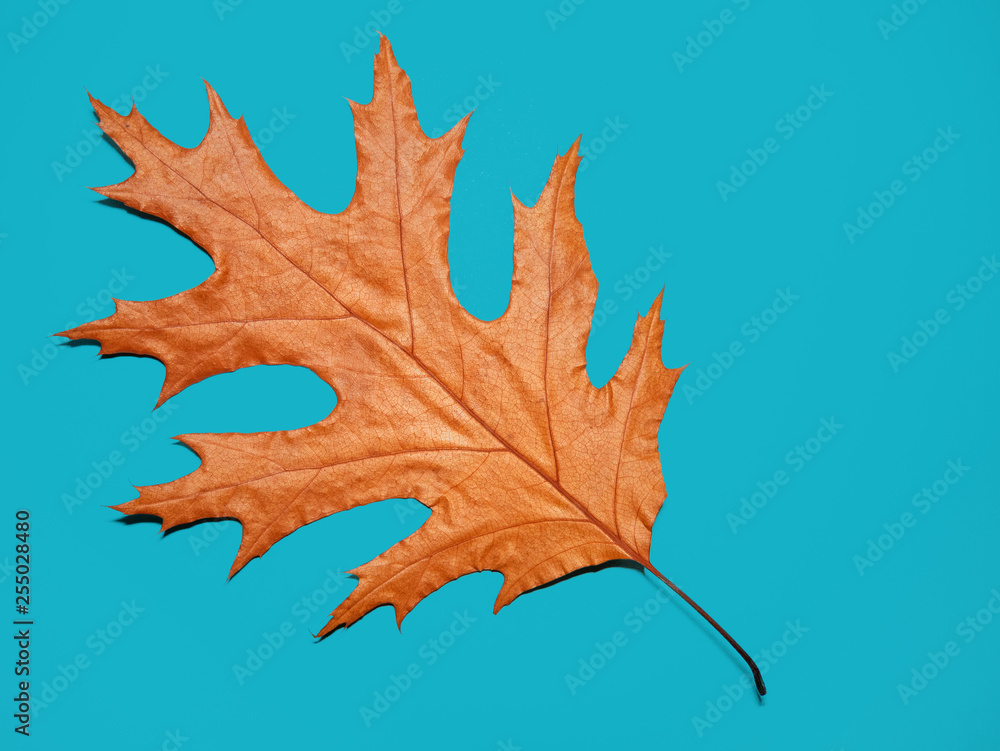 Naklejka premium Ein Blatt , blauer Hintergrund 1