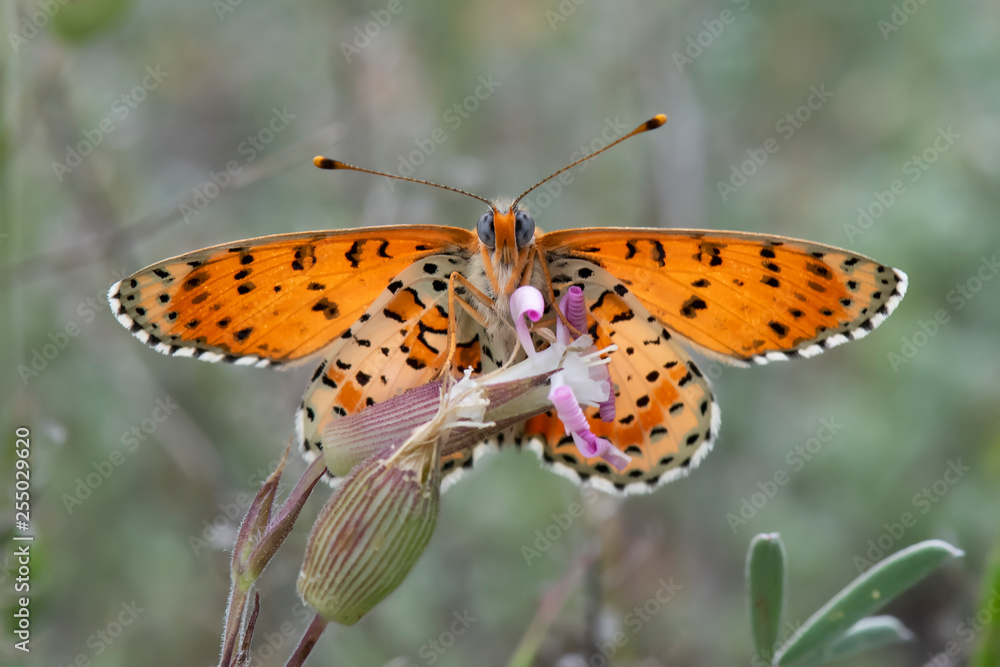 Obraz premium butterfly on a flower