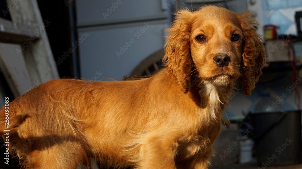 american cocker spaniel puppy sitting in front of white background