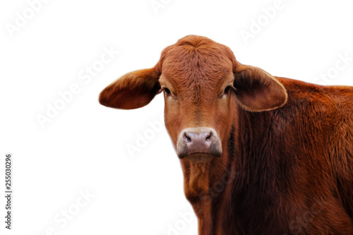 Cute brown Brahma crossbred heifer cow calf looking at camera with white background.  Copy space for agriculture cattle farm concept.