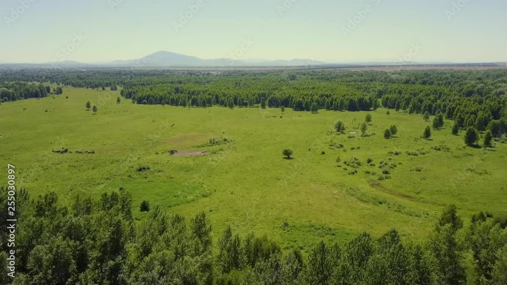Aerial: Flying in the highlands over the forest and field. View of pasture where livestock grazes. Aerial: Flying in the highlands over the forest and field. View of pasture where livestock grazes.