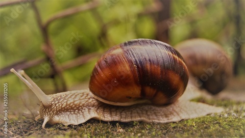 Snail Race Close up