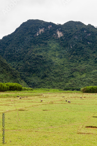 Rural areas around the Phong Nha city  Vietnam