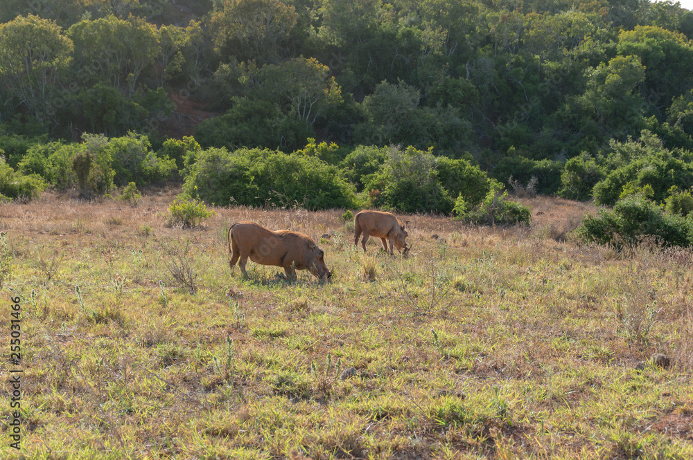 Fototapeta premium Two warthogs grazing in the wild. Safari game drive in Africa
