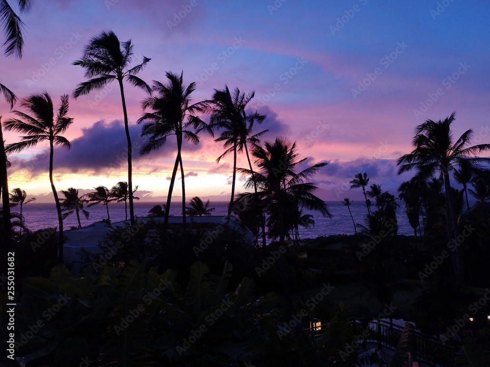 Hawaii Palmtrees