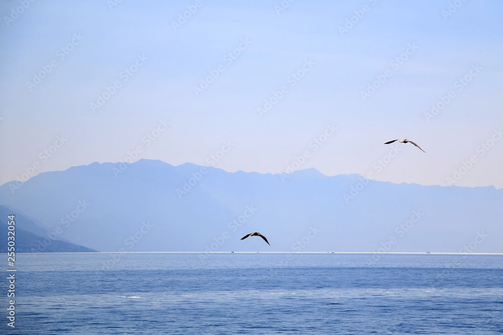 Naklejka premium Seagulls flying above the sea. Beautiful landscape in Croatia.
