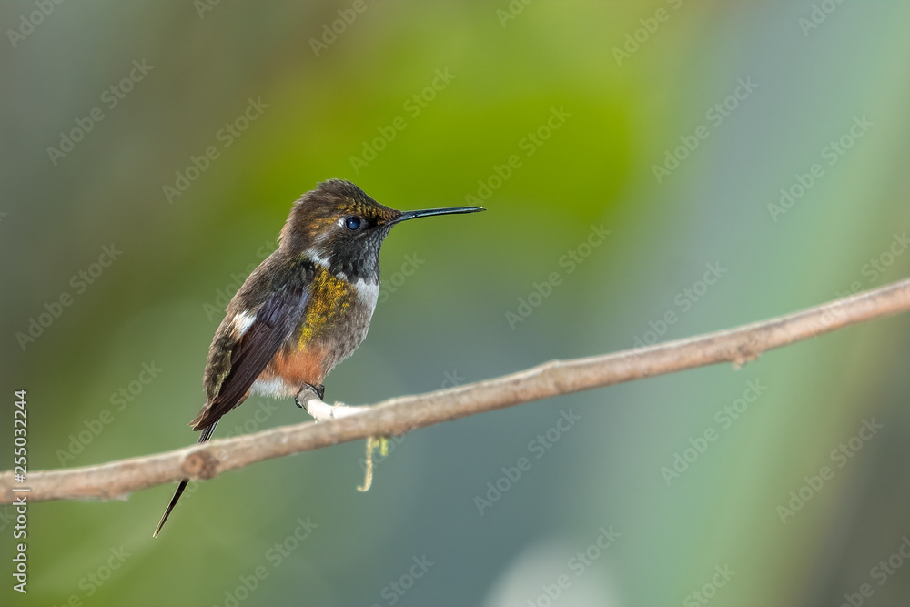Fototapeta premium Female Purple-throated Woodstar (Calliphlox mitchellii), Tandayapa Area, Ecuador