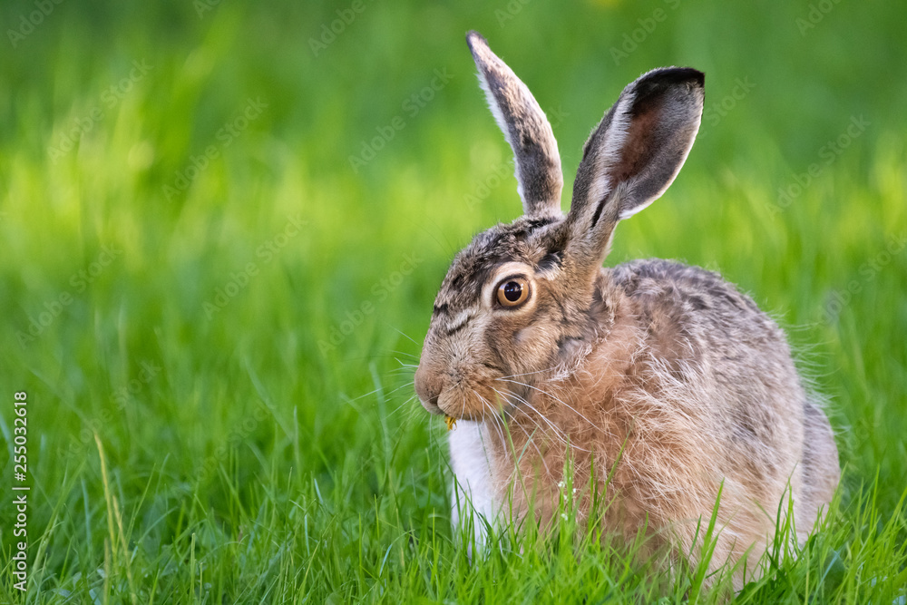 cute rabbit (jackrabbit/hare) sitting in grass surrounded by daisy flowers in sunlight cute rabbit (jackrabbit/hare) sitting in grass surrounded by daisy flowers in sunlight