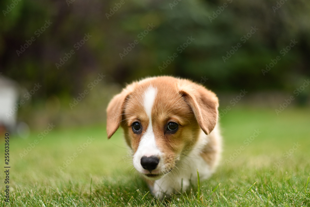 puppy - corgi playing 