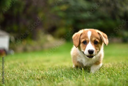 puppy - corgi playing 