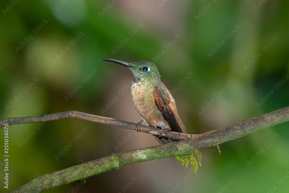 Fawn-breasted Brilliant Hummingbird (Heliodoxa rubinoides), Tandayapa Area, Ecuador Fawn-breasted Brilliant Hummingbird (Heliodoxa rubinoides), Tandayapa Area, Ecuador