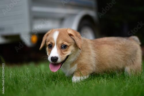 puppy - corgi playing 